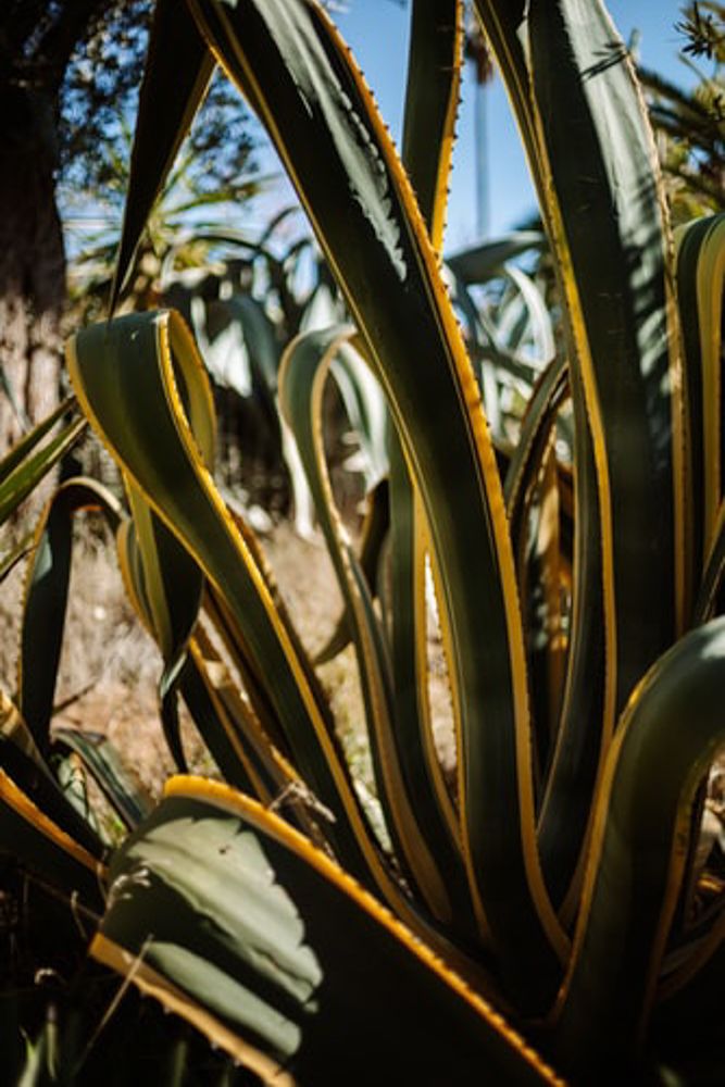 droopy plant-snake plant