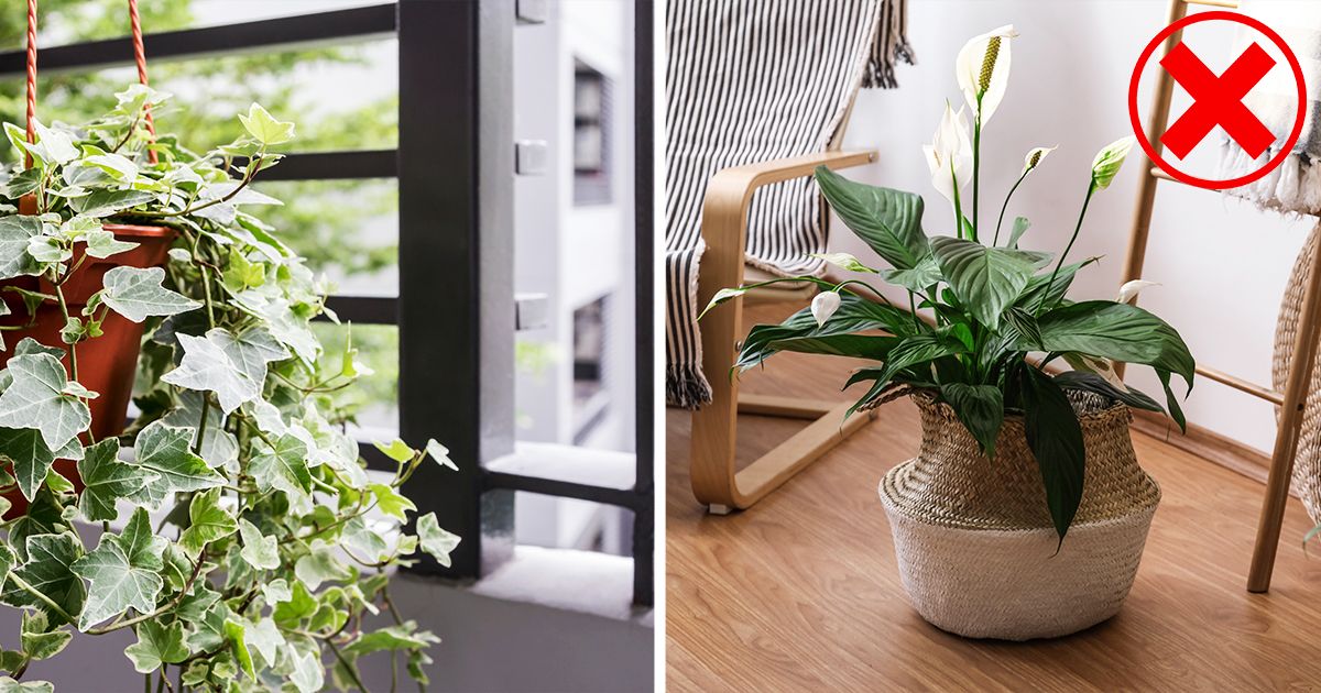 Which Plants Are Not Good For Home Vastu | Bad Luck Plants By Livspace