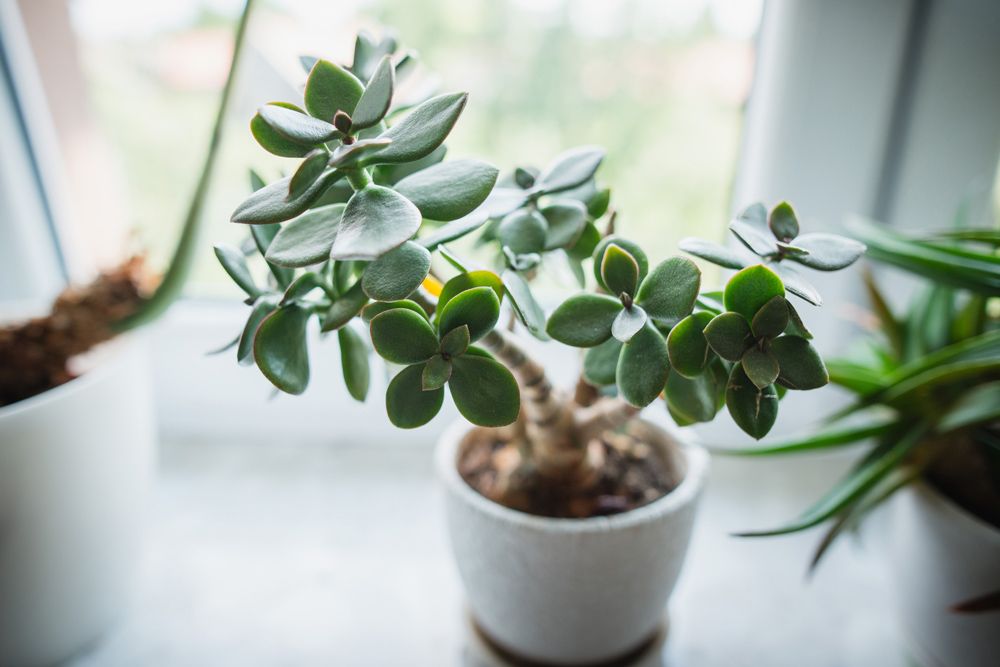 indoor plants low light–window–succulent

