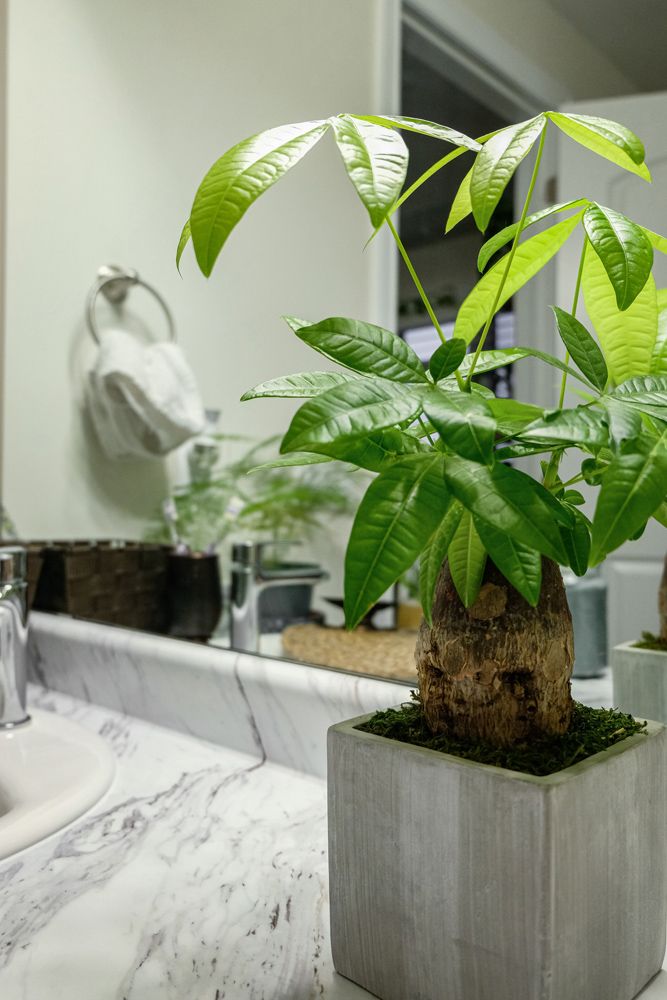 indoor plants low light–bathroom–mirror
