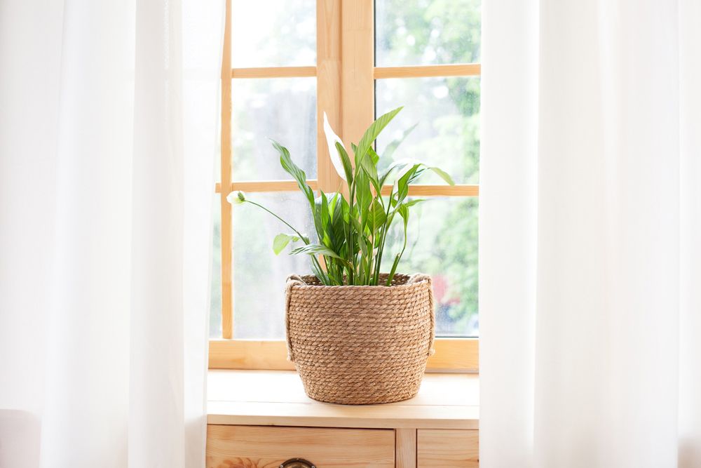 indoor plants low light–window–white curtains
