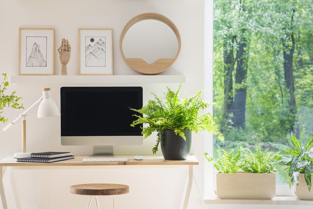 indoor plants low light–computer–bid window
