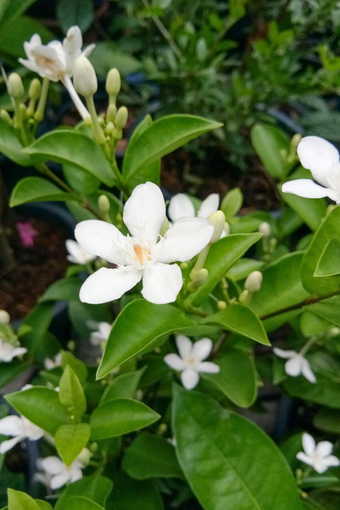 indoor plants low light–green leaves–bud
