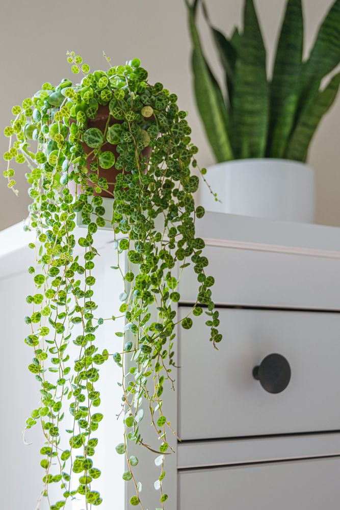 indoor plants low light–green leaves–white pot

