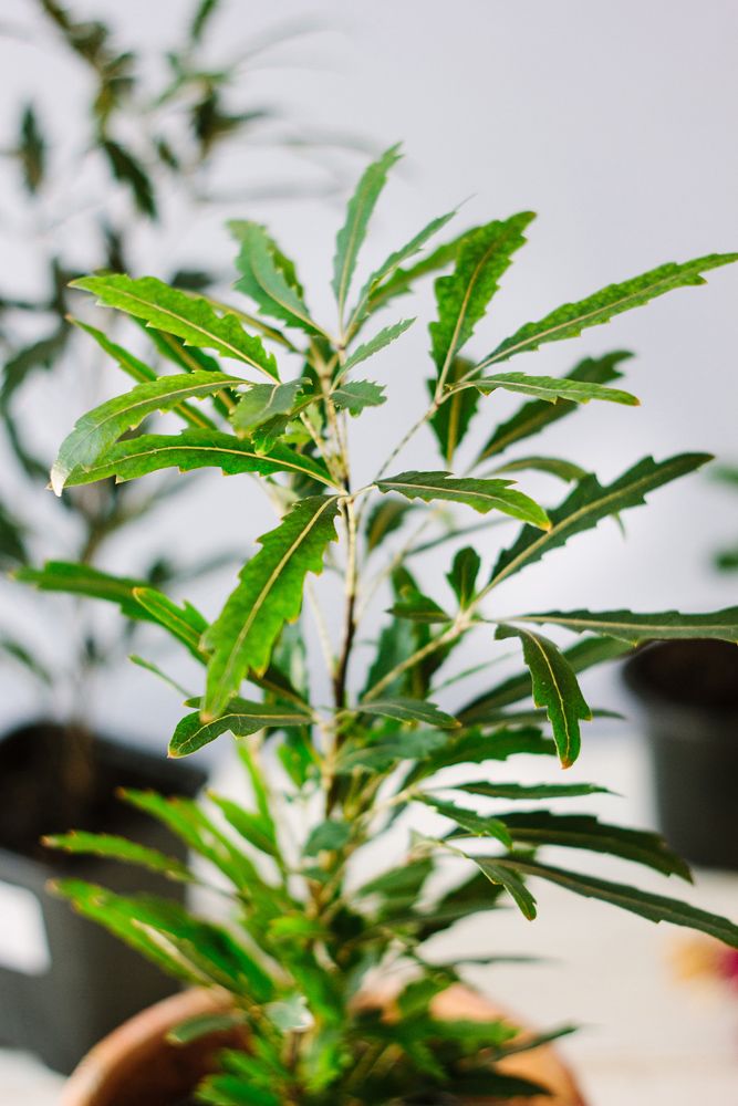 indoor plants low light–green leaves–brown pot
