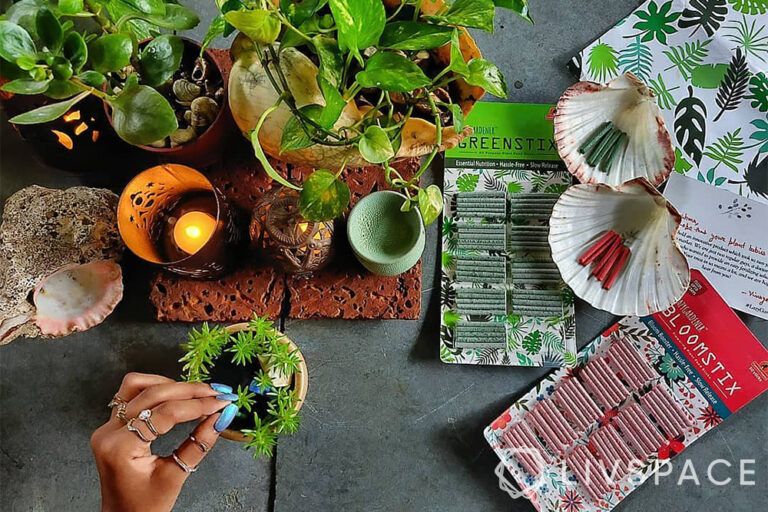 Why is My Plant Dying? Here are 5 Reasons Why & How to Save Them