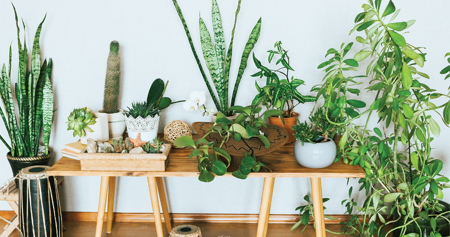 12 Best Faux Plants for the Coastal Home