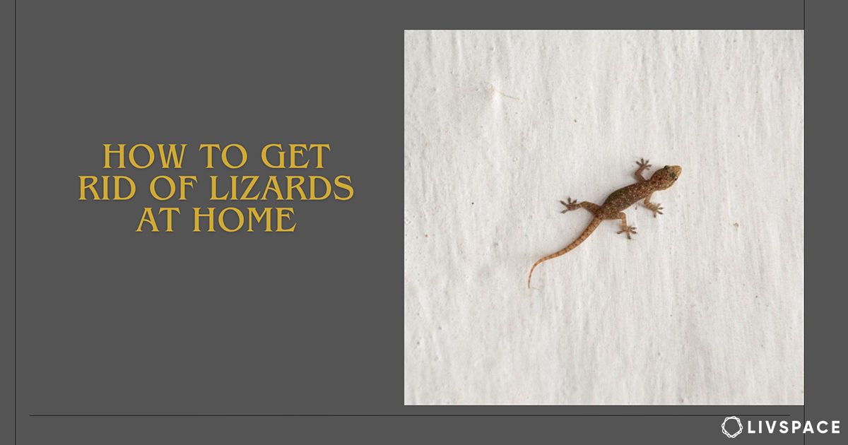 10+ Brilliant Hacks To Get Rid of Lizards at Home