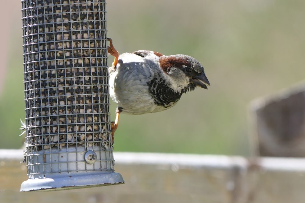 how-to-get-rid-of-mosquitoes-attract-birds