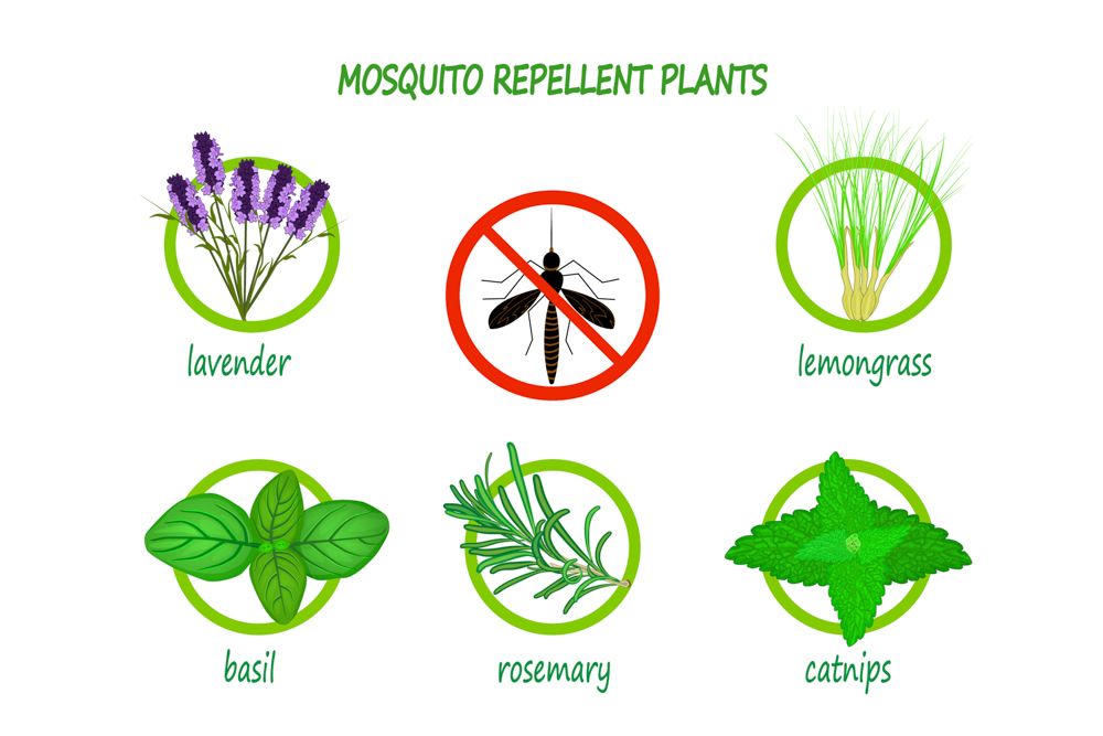 how-to-get-rid-of-mosquitoes-repellent-plants