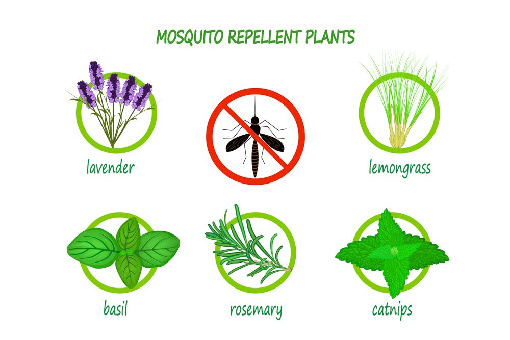 Mosquito repellent for clearance house