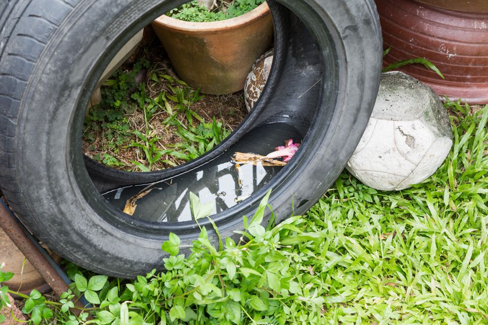 get-rid-of-mosquitoes-remove-standing-water
