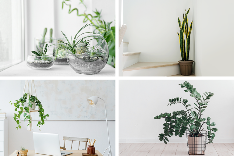 Your Exclusive Home Decor Guide to Decorating with Plants