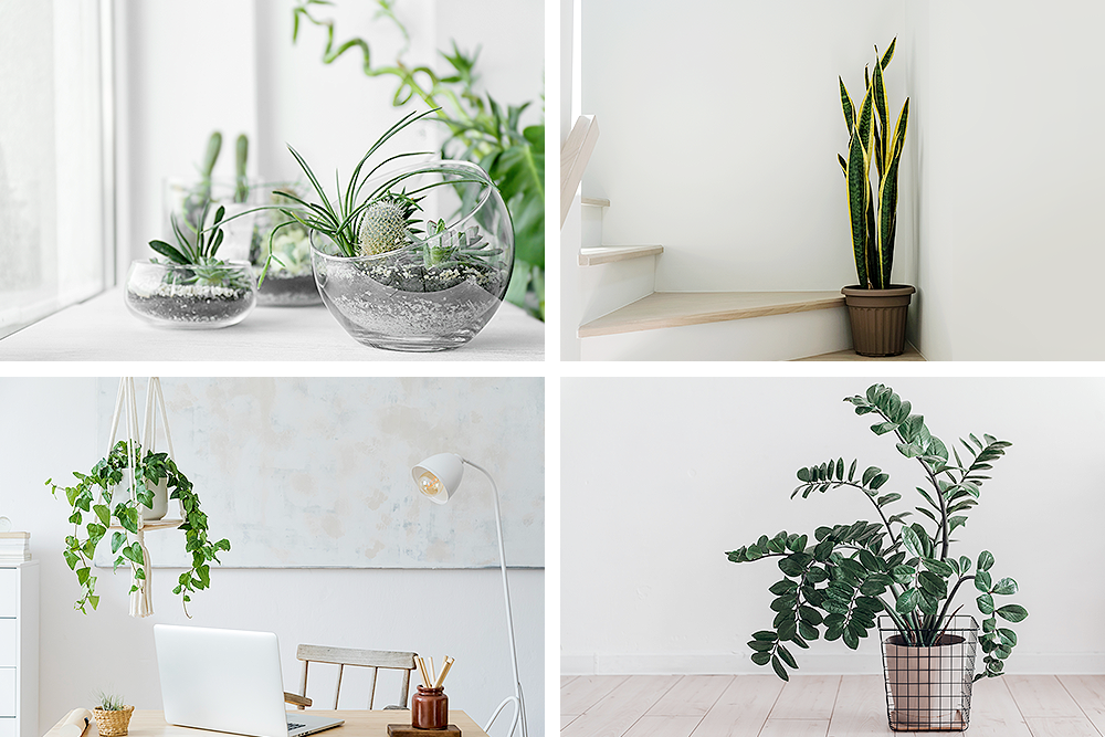 A Comprehensive Guide To Plant Decoration Ideas For Your Home (2023)