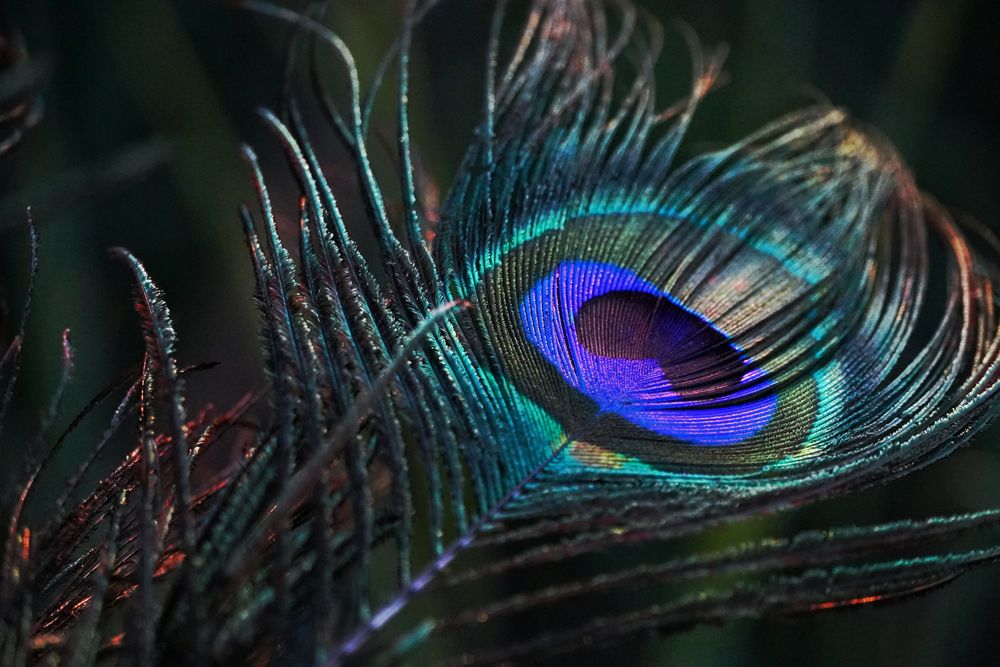 peacock-feathers-to-decorate-krishna-jhula