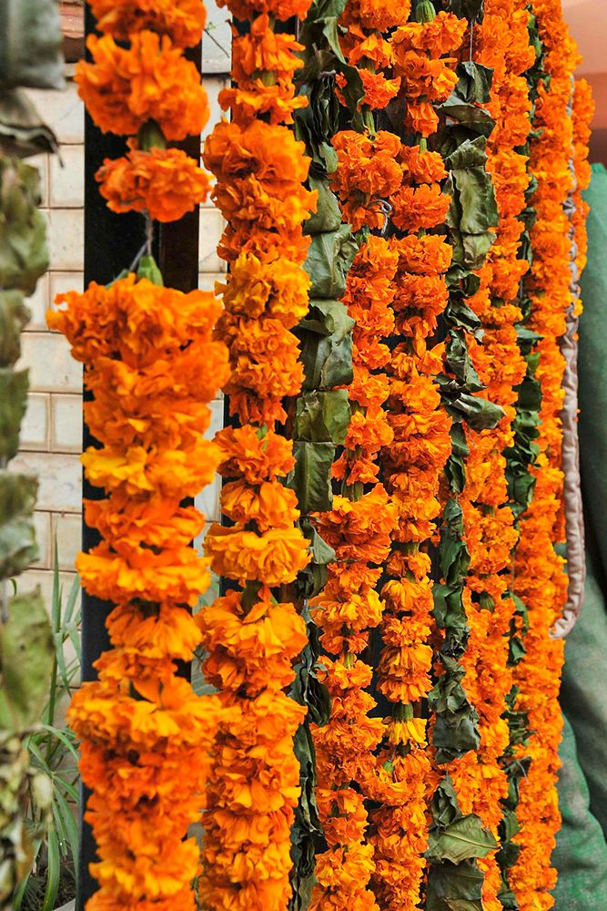 genda-garlands-house-decorations-for-wedding