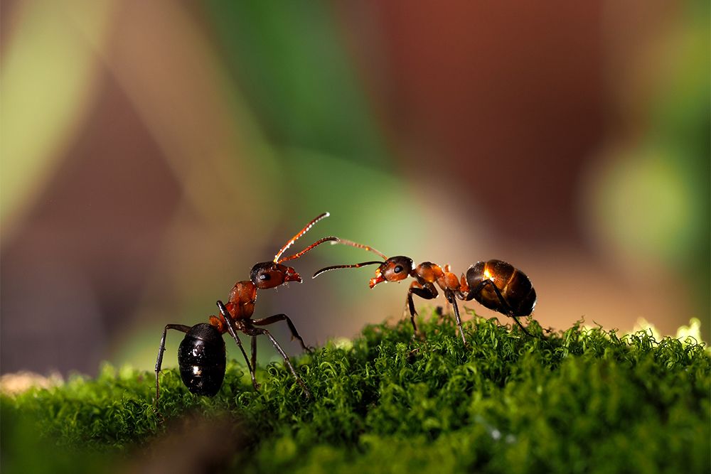ants-for-good-effects-of-superstitions-in-India