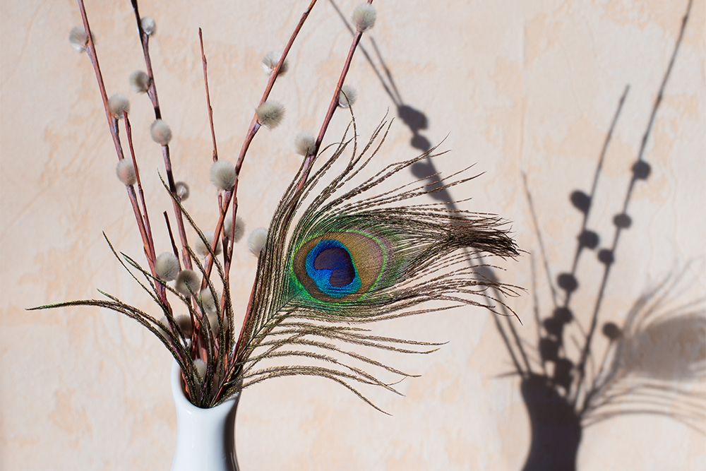 peacock-feathers-in-indian-superstitions-are-for-luck