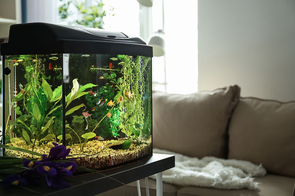 aquarium-for-house-vastu 