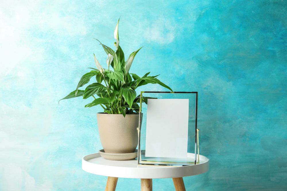 air-purifying-indoor-plant-for-living-room