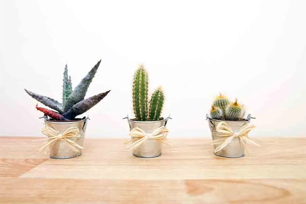 which-plants-are-not-good-for-home-vastu-cactus