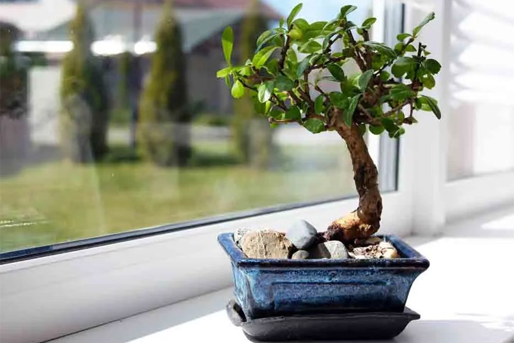 vastu-plants-bonsai-on-windowsill