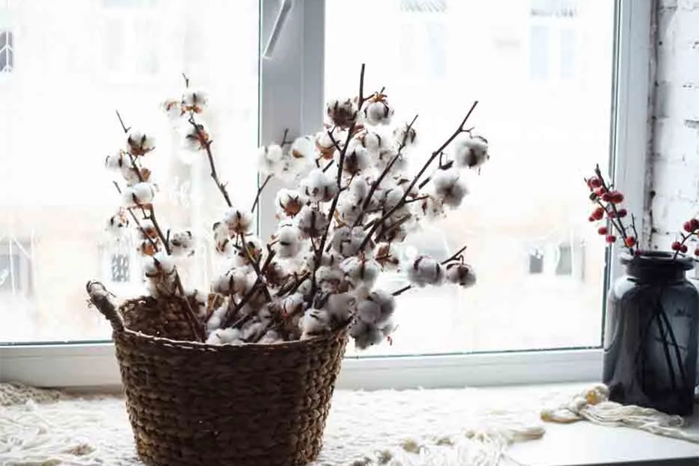 vastu-plants-for-home-cotton