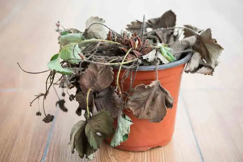 negative-indoor-dead-plants-as-per-vastu