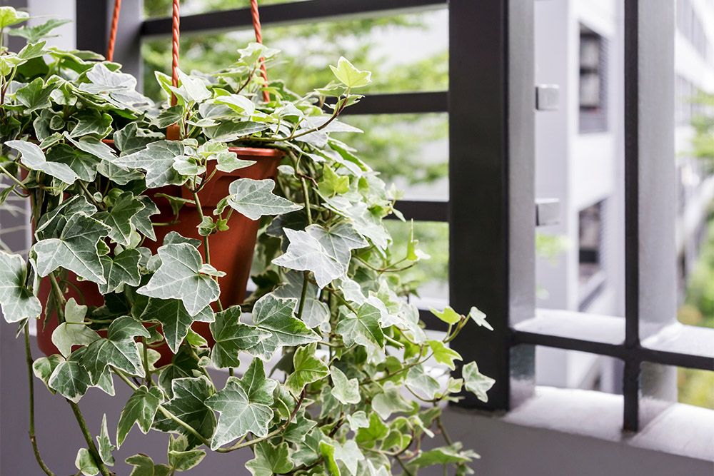 negative-indoor-plants-according-to-vastu-english-ivy