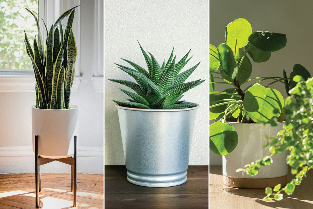 plants at home entrance vastu