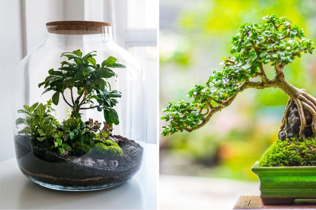 decorating-with-plants-terrariums-and-bonsai