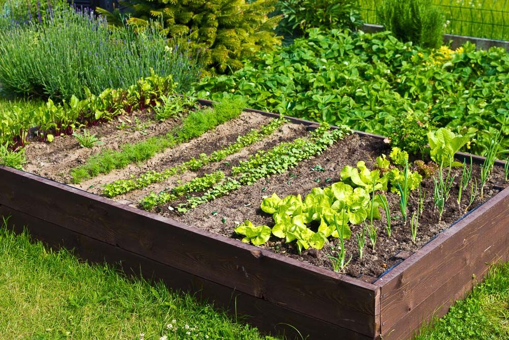 herb-kitchen-garden