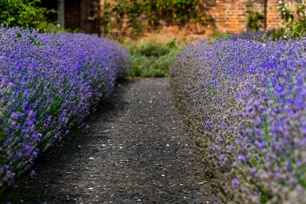 perennial-flowers-lavender-garden