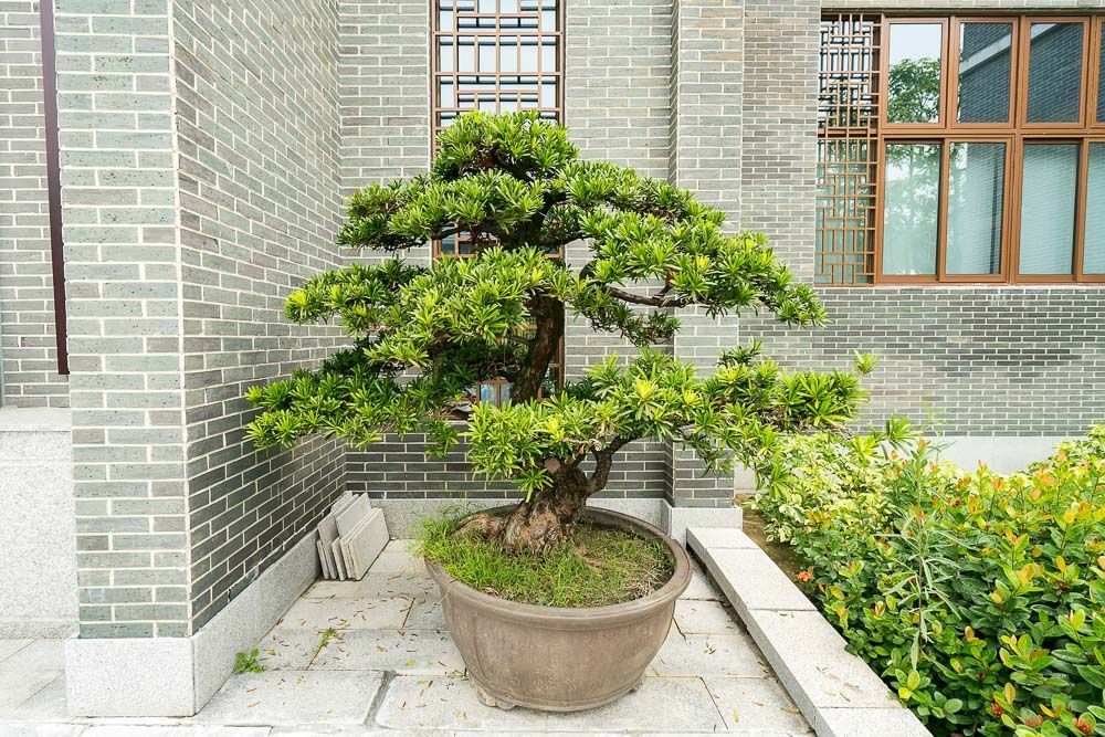 garden-landscaping-ideas-bonsai-tree