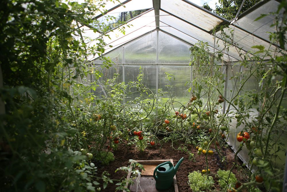 greenhouse-in-garden