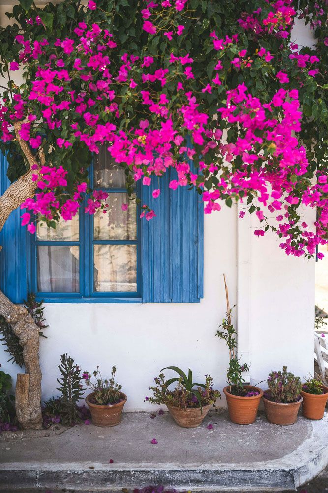 pink-bougainvillaea-for-garden-landscaping