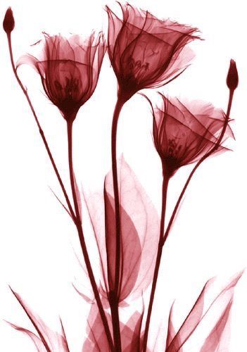 silhouette-types-of-flower-wall-painting