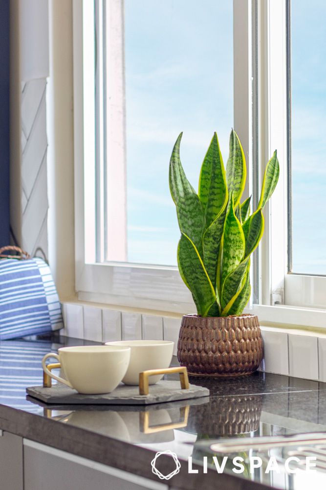 plant kitchen decor ideas