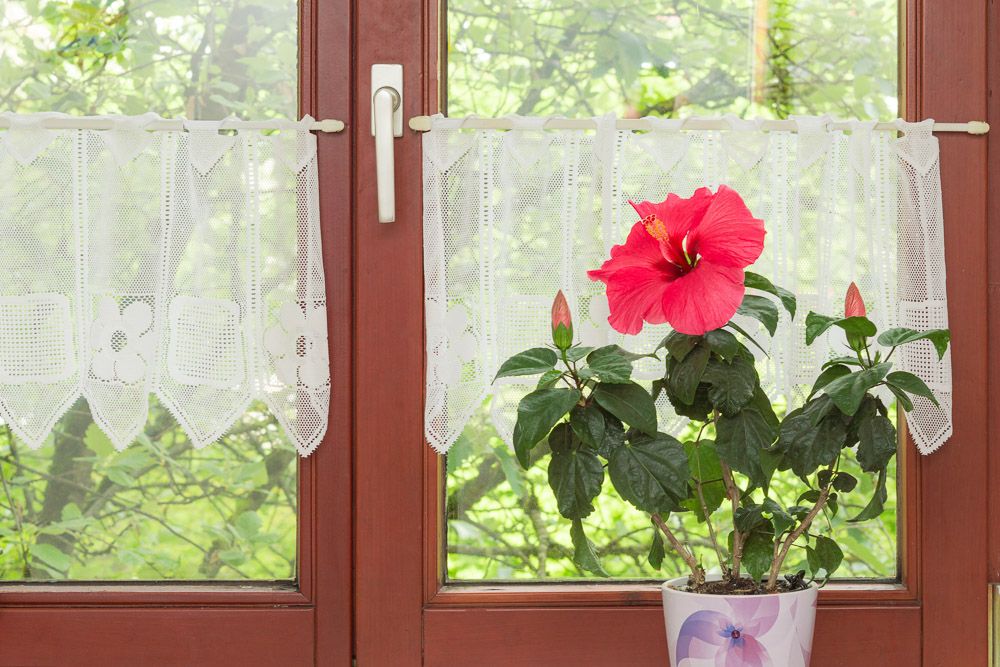 vastu shastra for hibiscus plants on a window sill