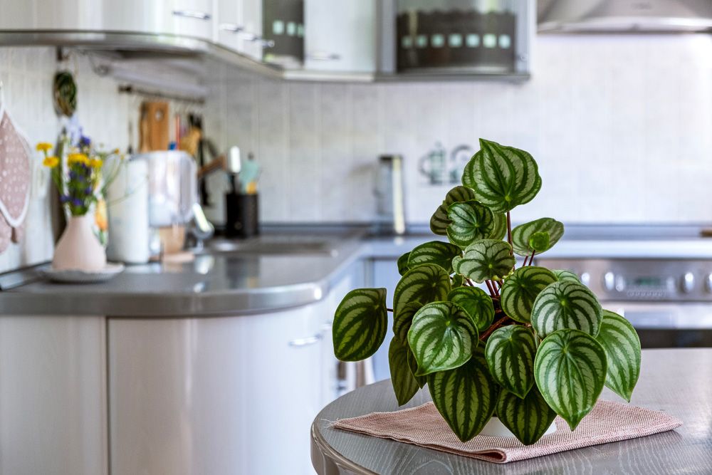 vastu shastra for peperomia plants