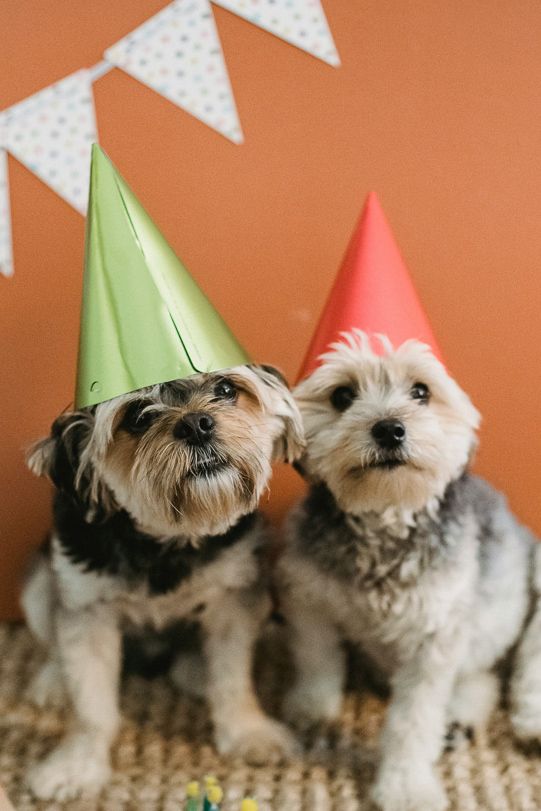pet friendly ideas for new years eve decorations