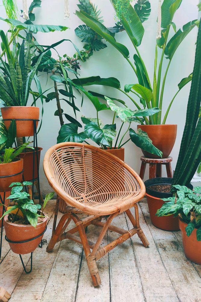 plants in terracotta pots and wicker chair