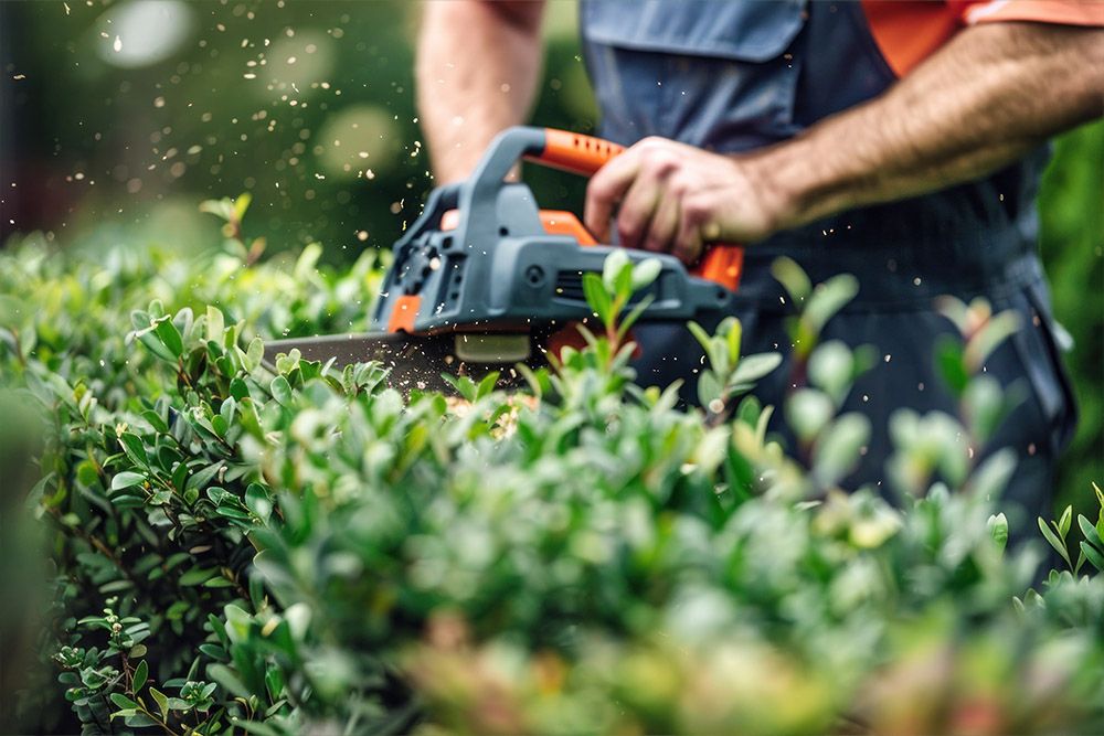 how to get rid of mosquitoes in the house by trimming vegetation