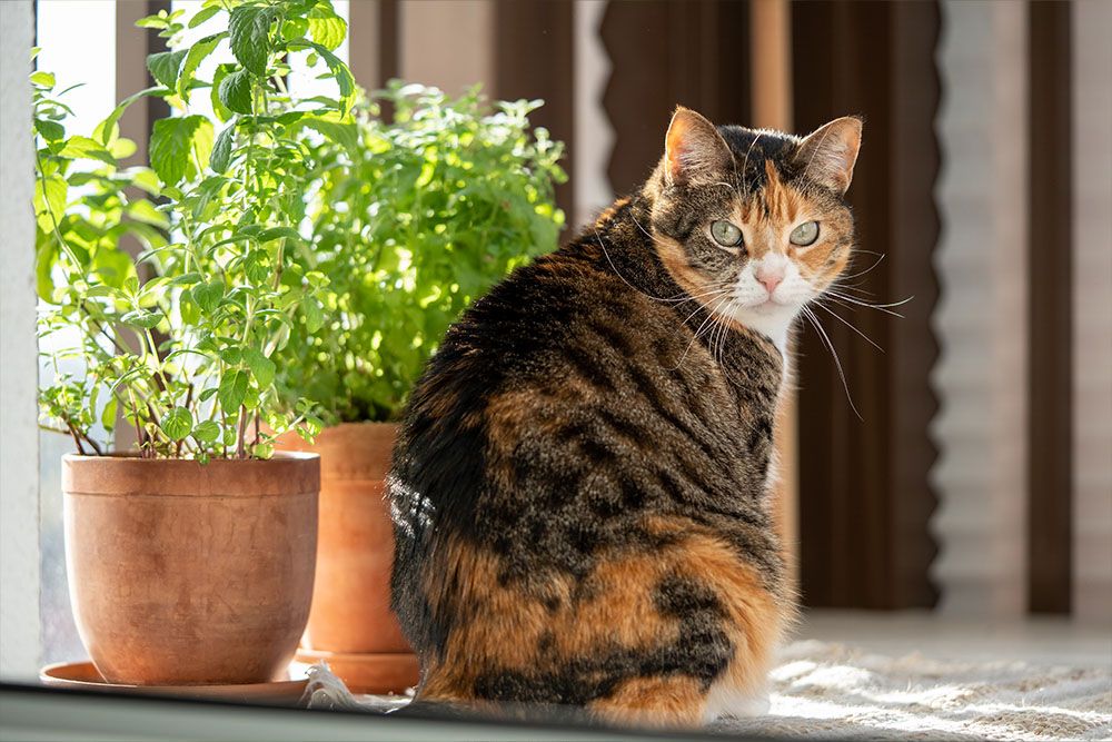 how to get rid of mosquitoes in the house using catnip
