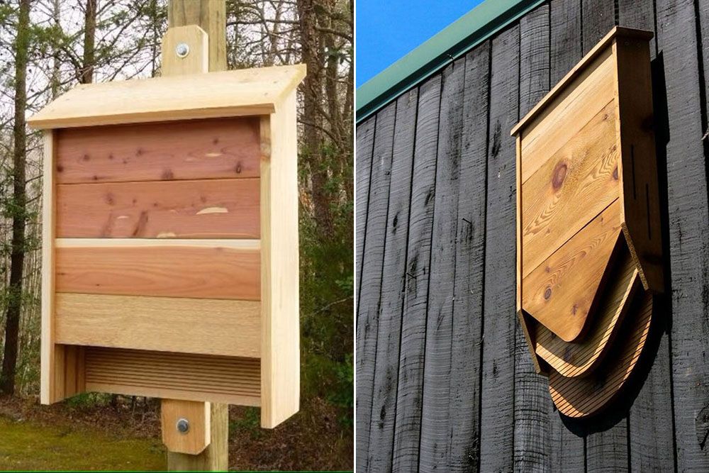 how to get rid of mosquitoes outside with the help of bat houses