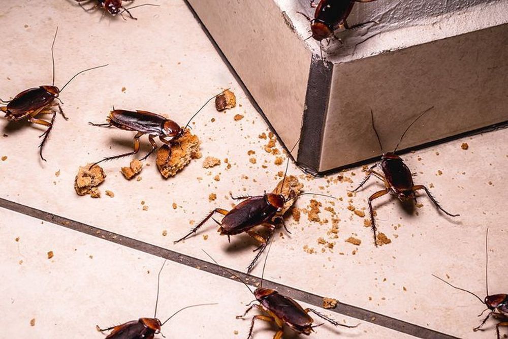 how to get rid of cockroaches naturally after identifying an infestation