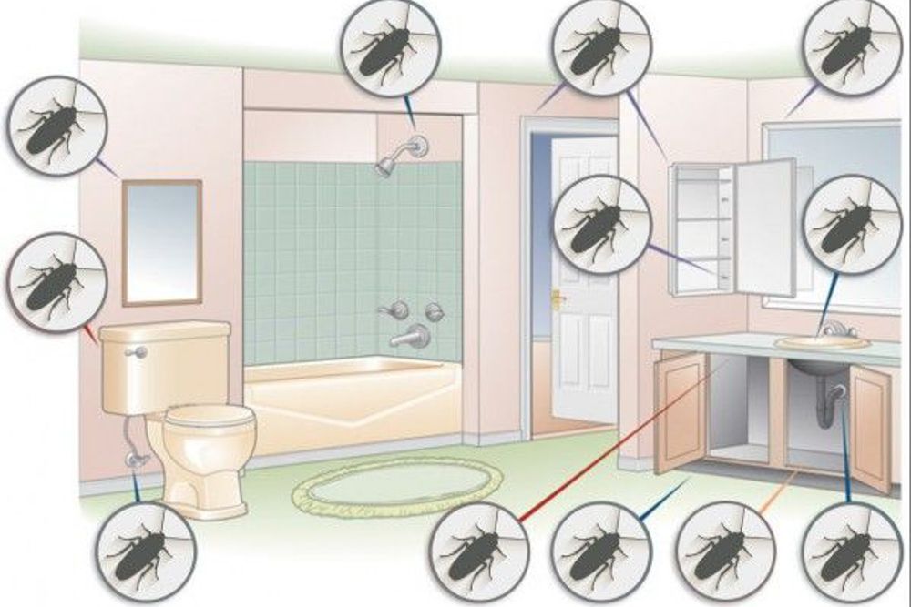 areas with cockroaches in home