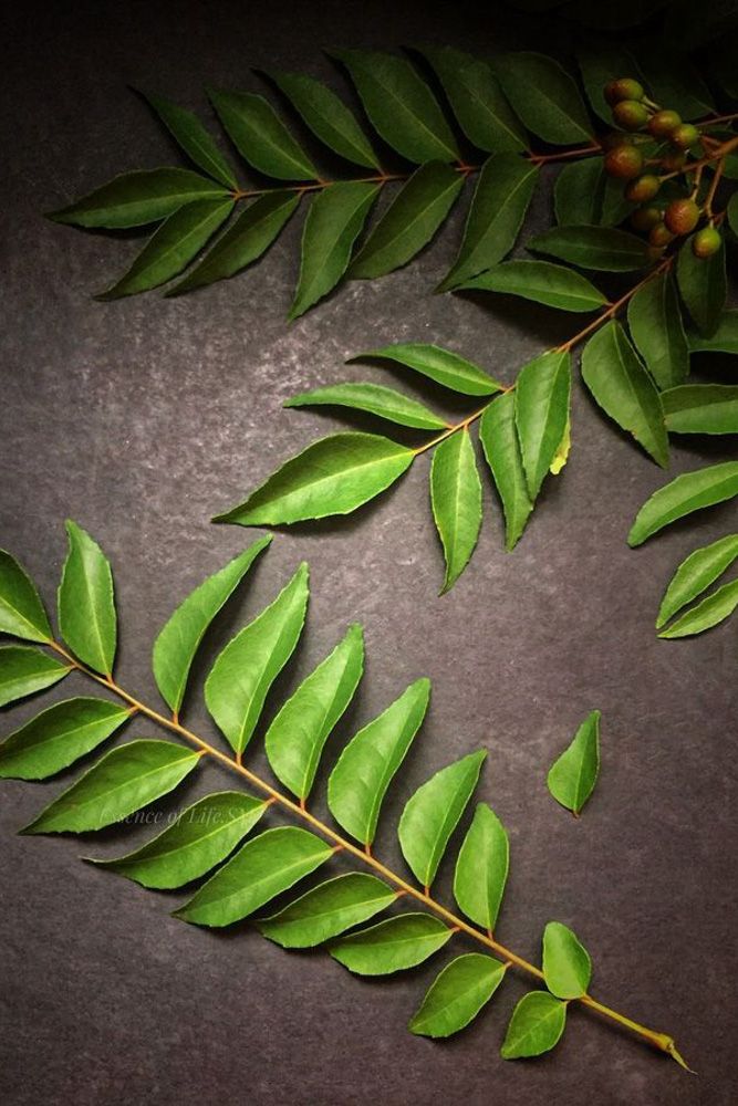 neem as natural cockroach repellent