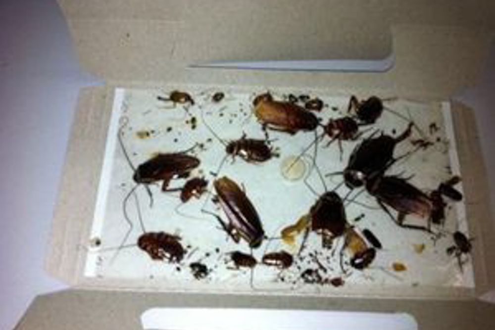 how to get rid of cockroaches forever with sticky traps