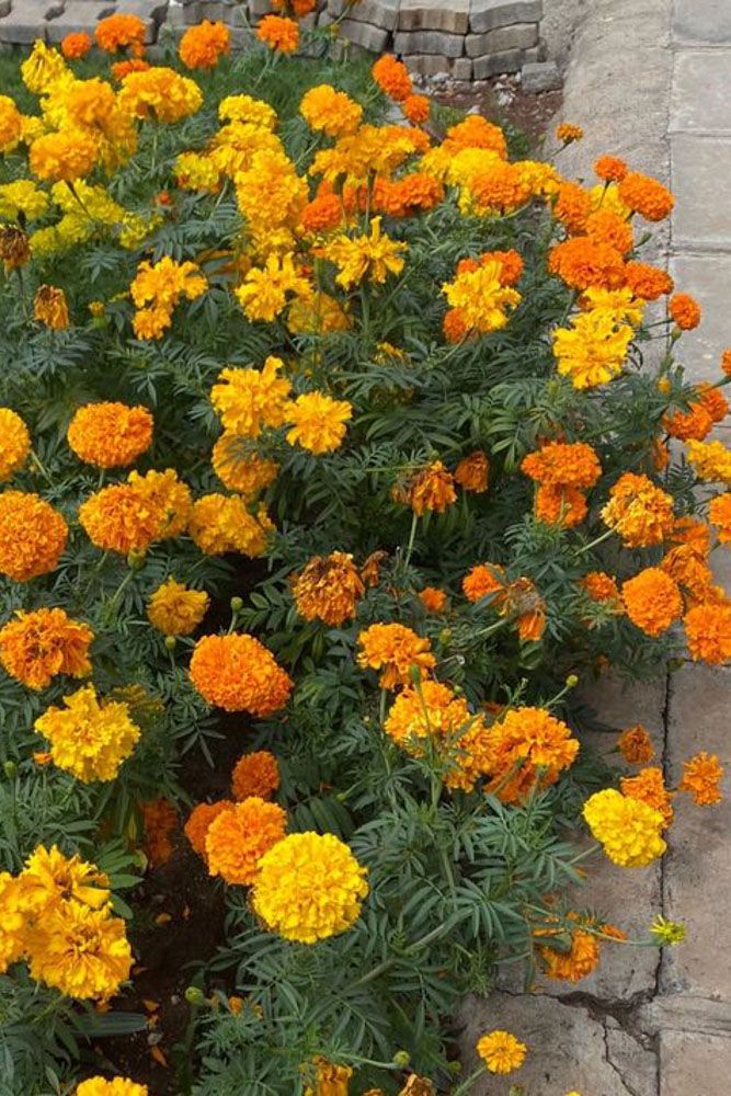 how to get rid of red ants with marigold